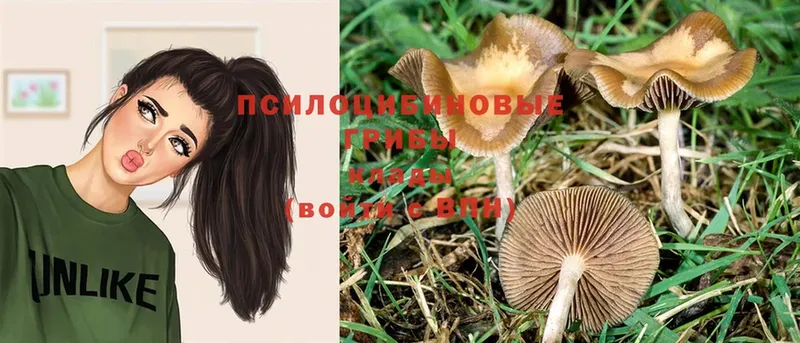 Галлюциногенные грибы Psilocybe  закладка  Аргун 